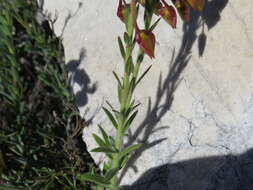 Image of Polygala bracteolata L.