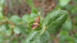 Imagem de Nemophora bellella Walker 1863