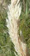 Image of Pentameris barbata subsp. orientalis (H. P. Linder) Galley & H. P. Linder