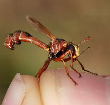 Image of Physocephala texana (Williston 1882)