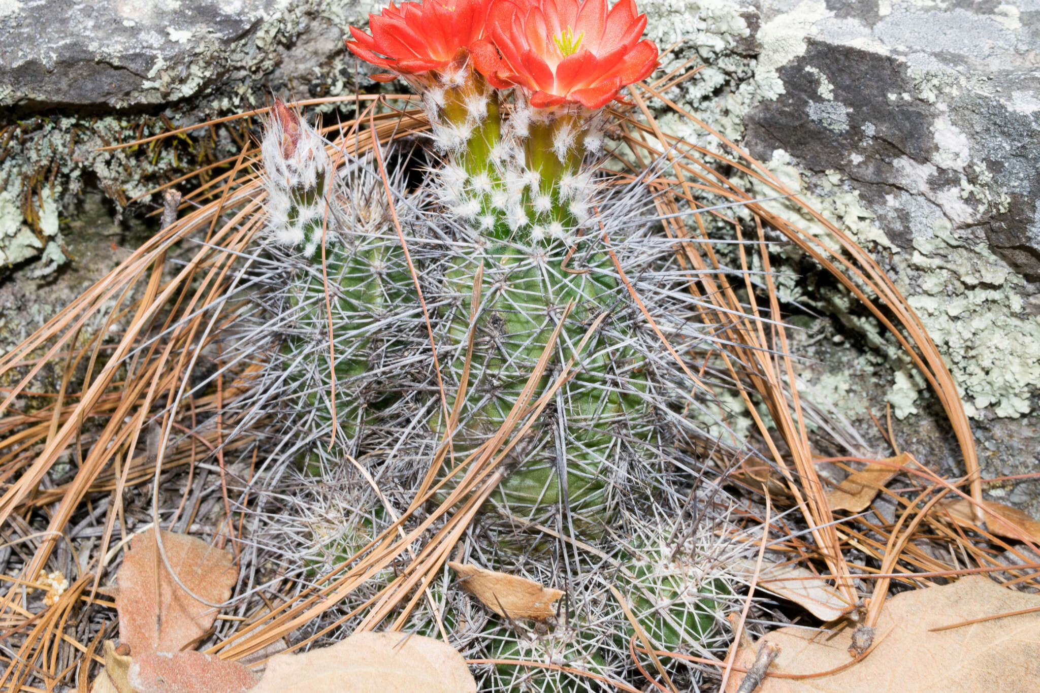 Image de Echinocereus polyacanthus Engelm.