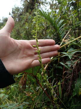 Kreodanthus crispifolius Garay resmi