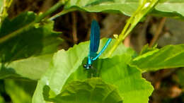 Image of Banded Agrion