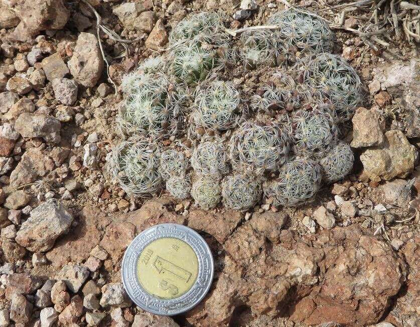 Image of Mammillaria nana Backeb. ex Mottram