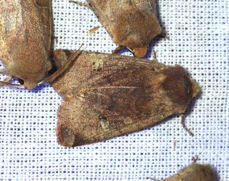 Image of red-headed chestnut