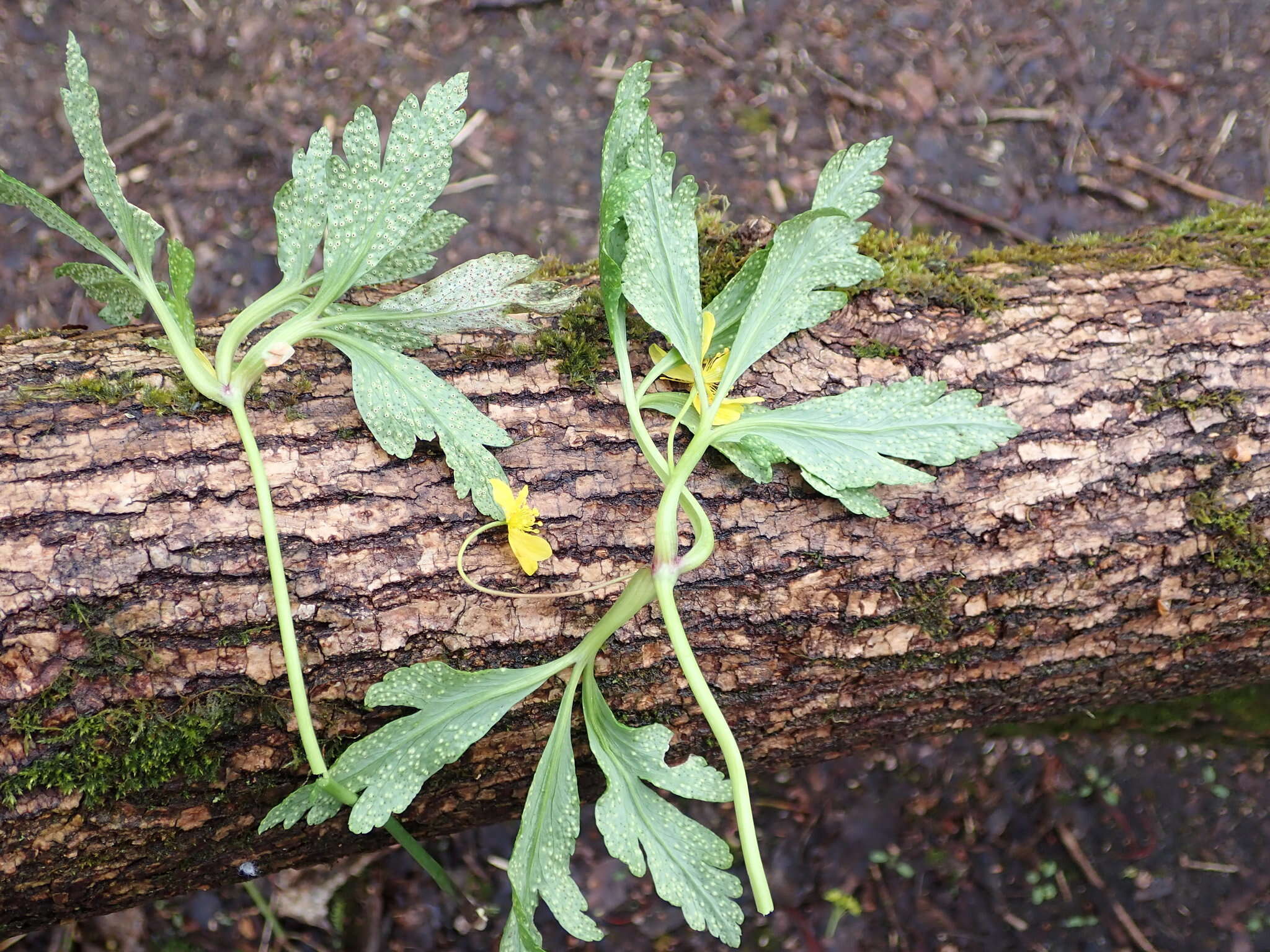 Image of Tranzschelia pruni-spinosae (Pers.) Dietel 1922