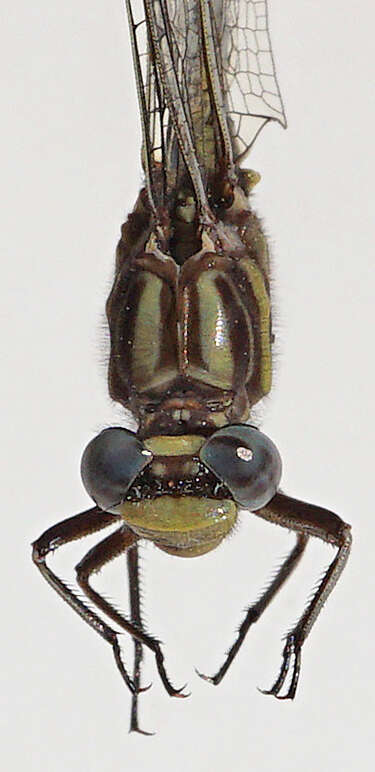 Image of Phanogomphus oklahomensis (Pritchard 1935)