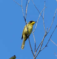 Image of Yellow-tufted Honeyeater