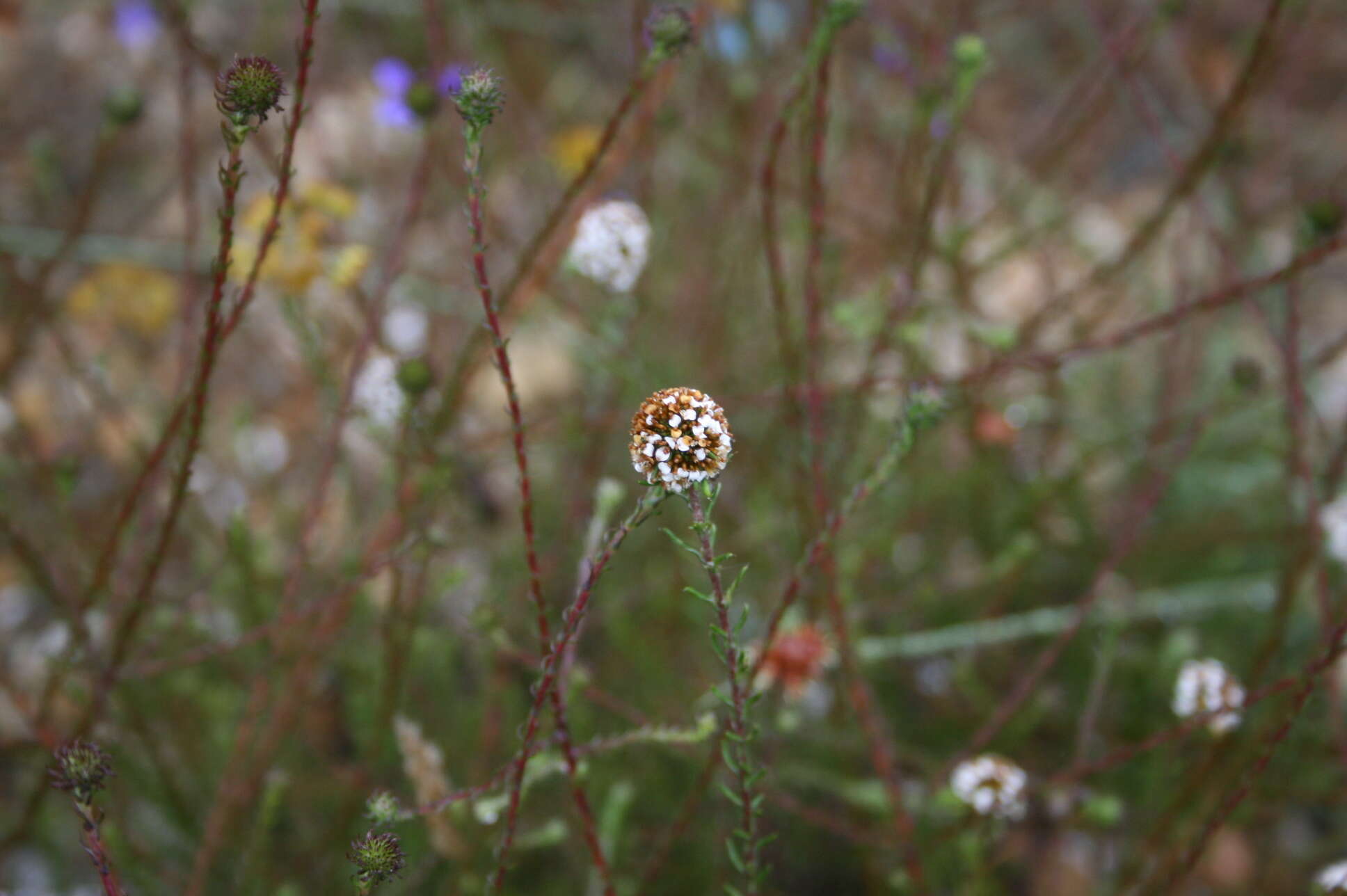 Image of Disparago kraussii Sch. Bip.