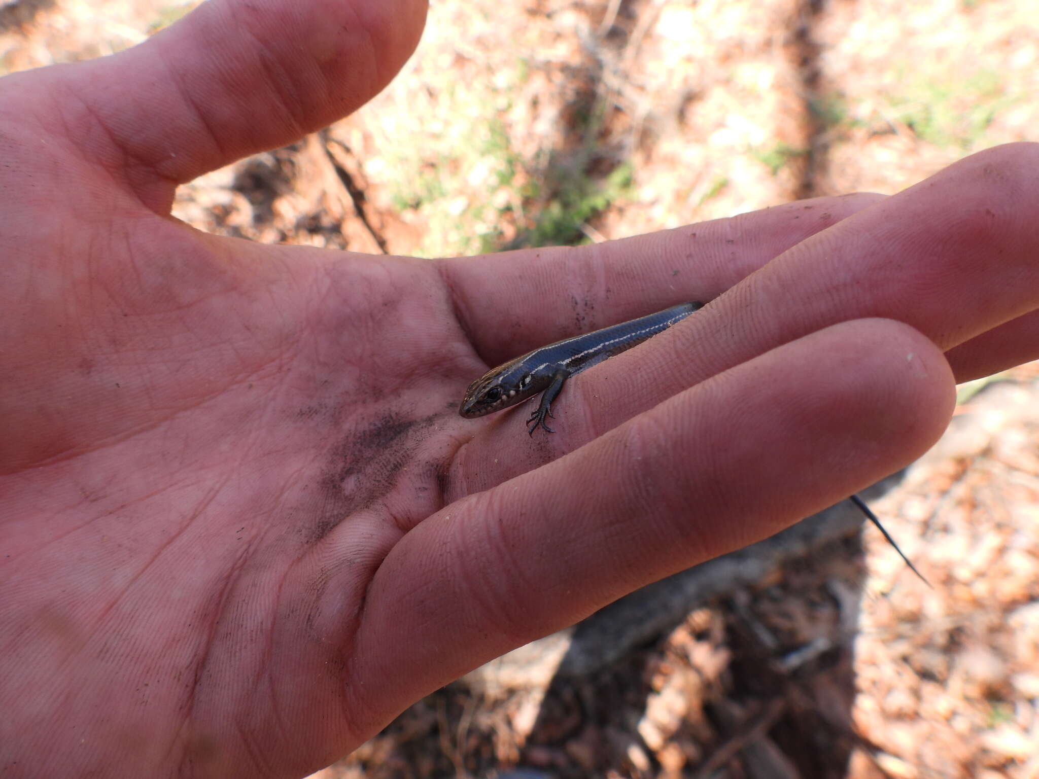 Plestiodon anthracinus pluvialis (Cope 1880) resmi