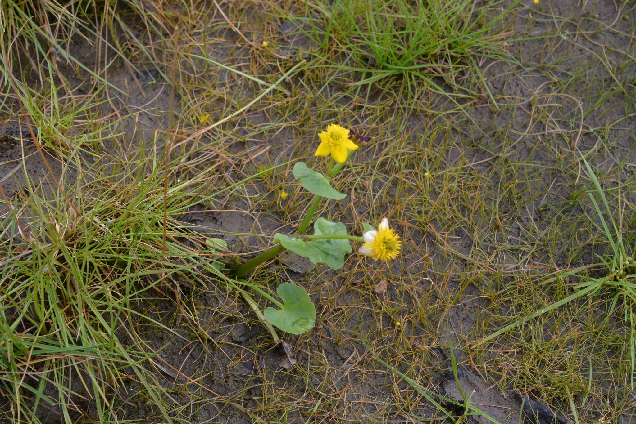 Image of Caltha palustris subsp. violacea (Khokhr.) A. N. Luferov