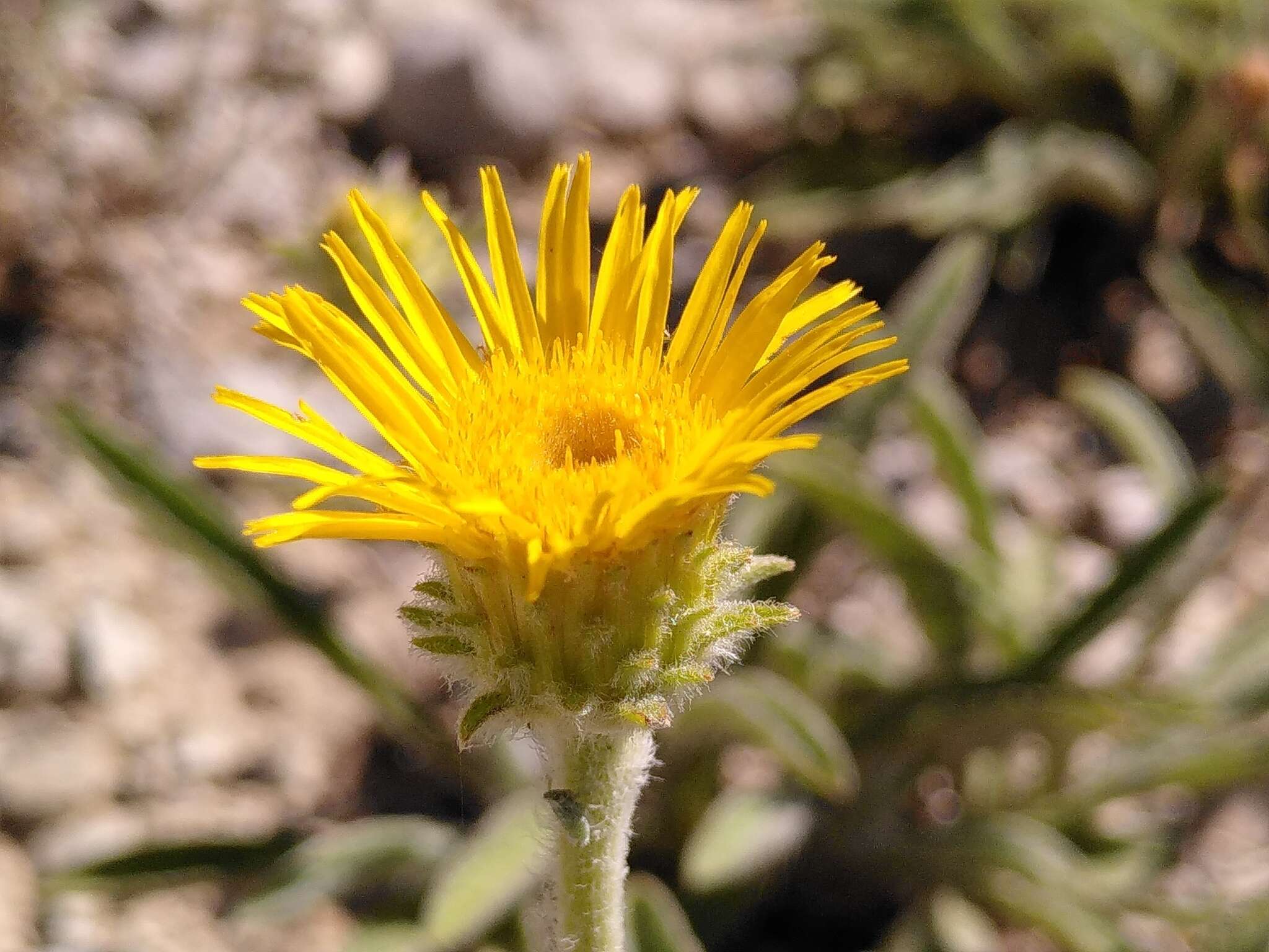 Image of Pentanema montanum (L.) D. Gut. Larr., Santos-Vicente, Anderb., E. Rico & M. M. Mart. Ort.