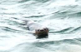 Image of Marine Otter