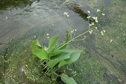 Image of Common Water-plantain