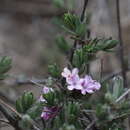 Sivun Lonicera rupicola Hook. fil. & Thoms. kuva