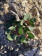 Image of Seven River Hills buckwheat