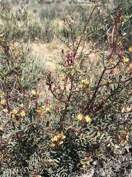 Astragalus douglasii var. perstrictus (Rydb.) Munz & Mc Burney resmi