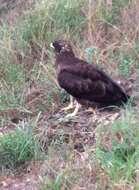 Image of Barred honey buzzard