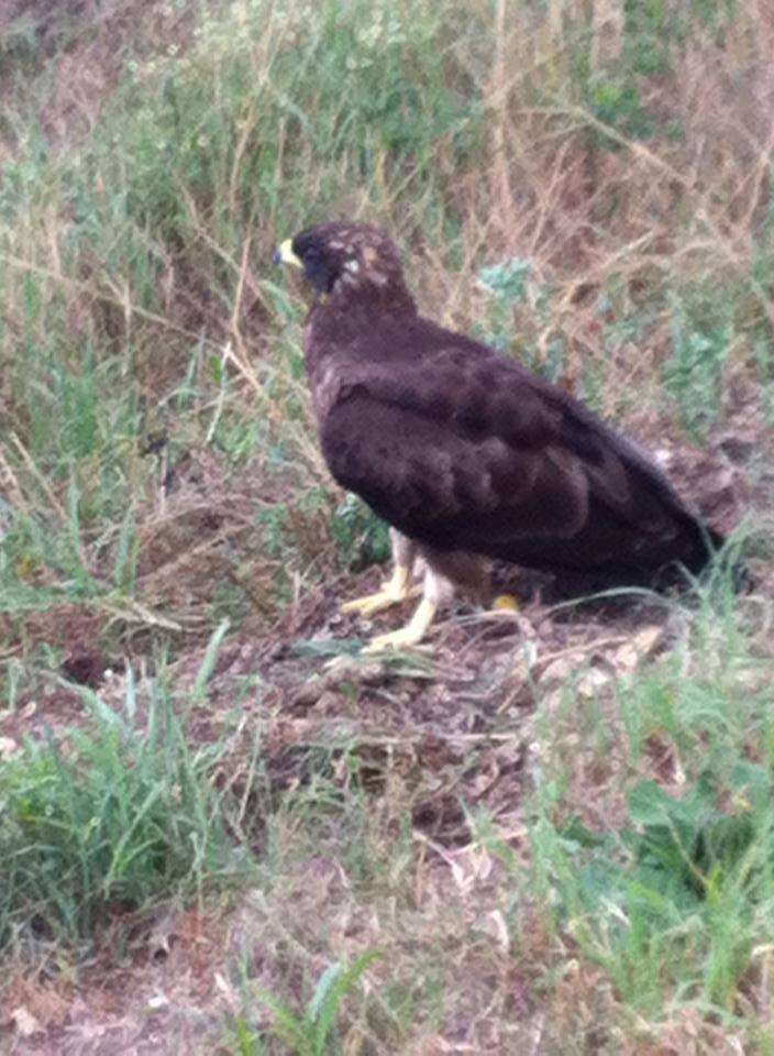 Image of Barred honey buzzard