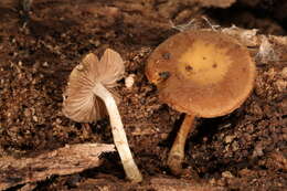 Image of Simocybe serrulata (Murrill) Singer 1962