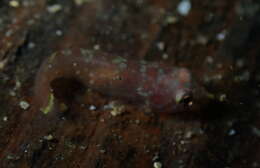 Image of Broad clingfish