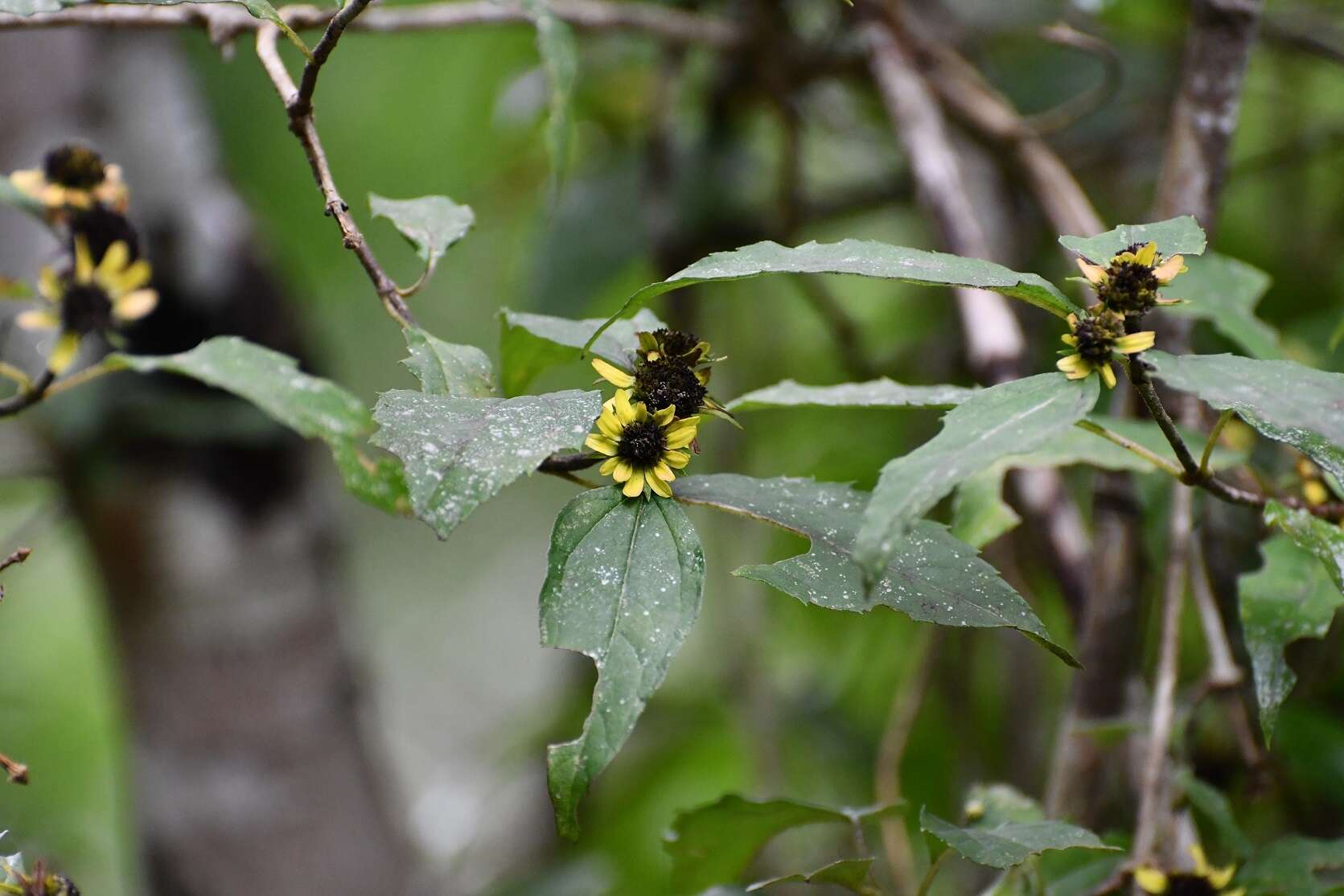 Philactis zinnioides Schrad. resmi