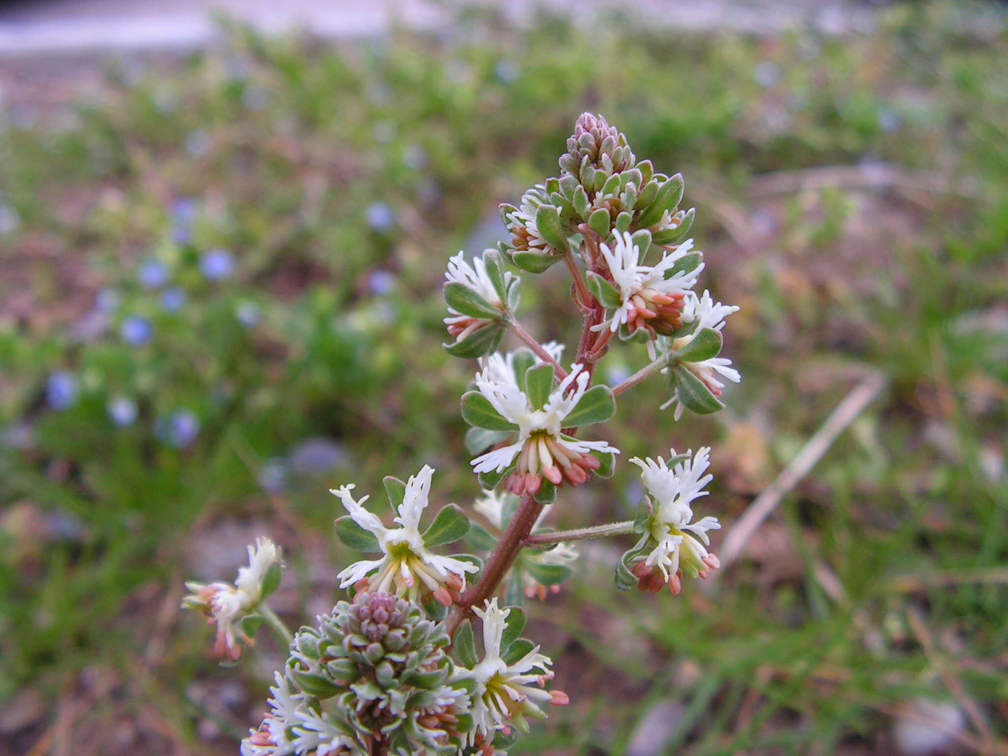 Image of rampion mignonette