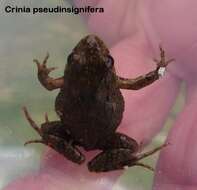 صورة Crinia pseudinsignifera Main 1957