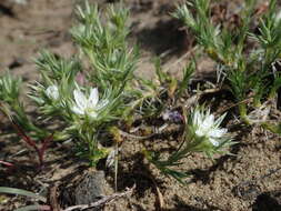 Image of Franklin's sandwort