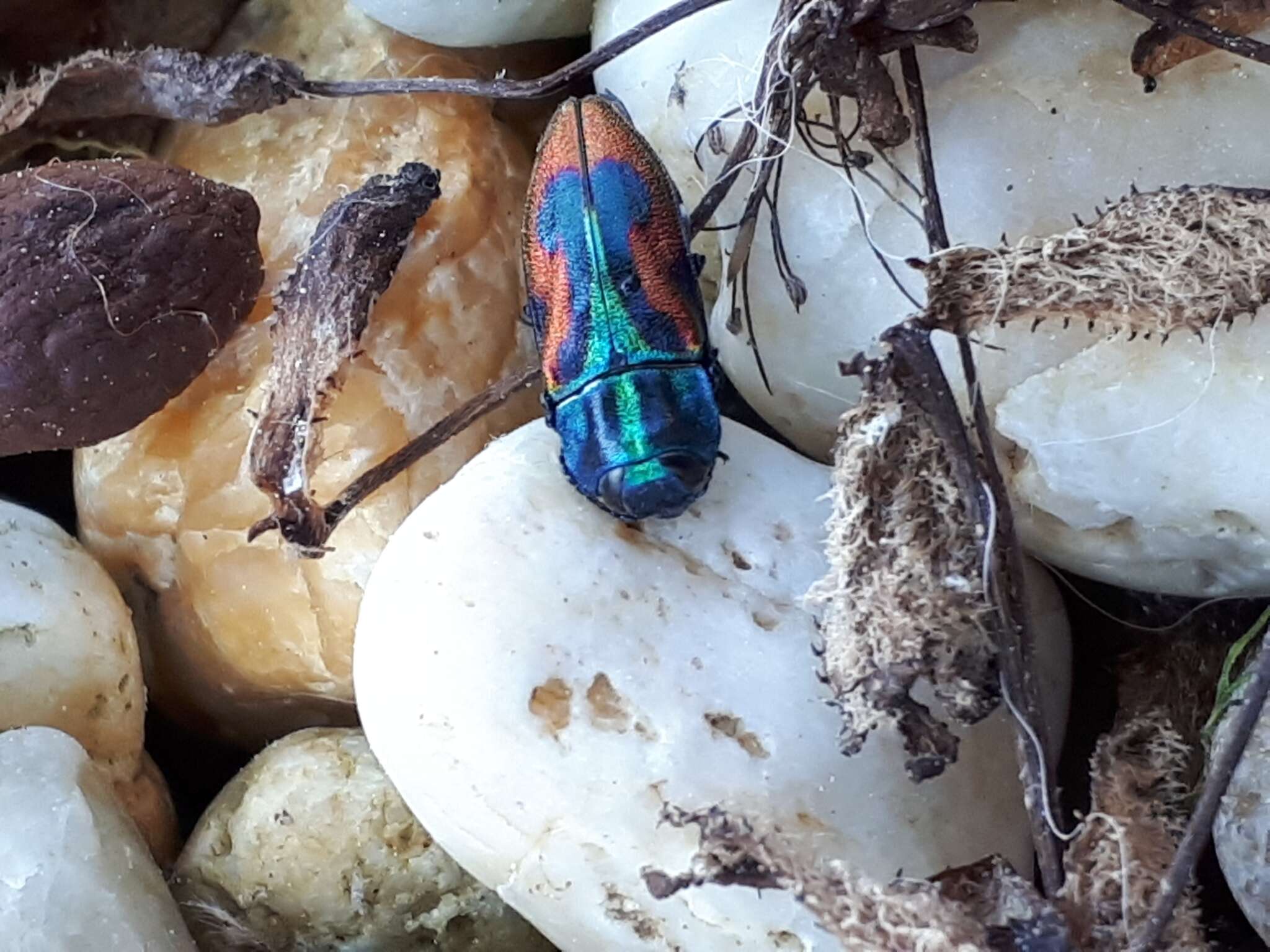 Image of metallic wood-boring beetle