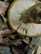 Слика од Lactarius atroviridis Peck 1889