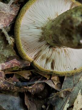 Image of Lactarius atroviridis Peck 1889