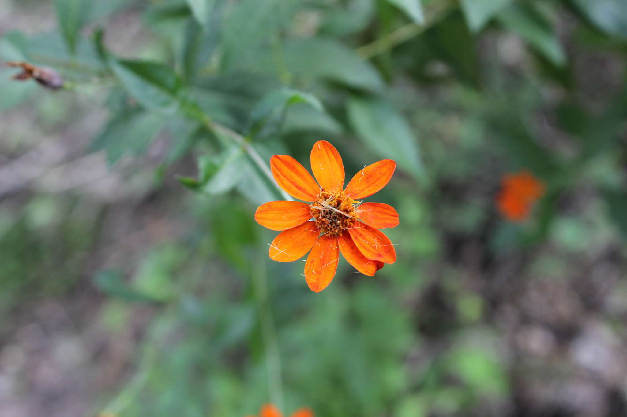 Image of Gymnolaena oaxacana (Greenm.) Rydb.