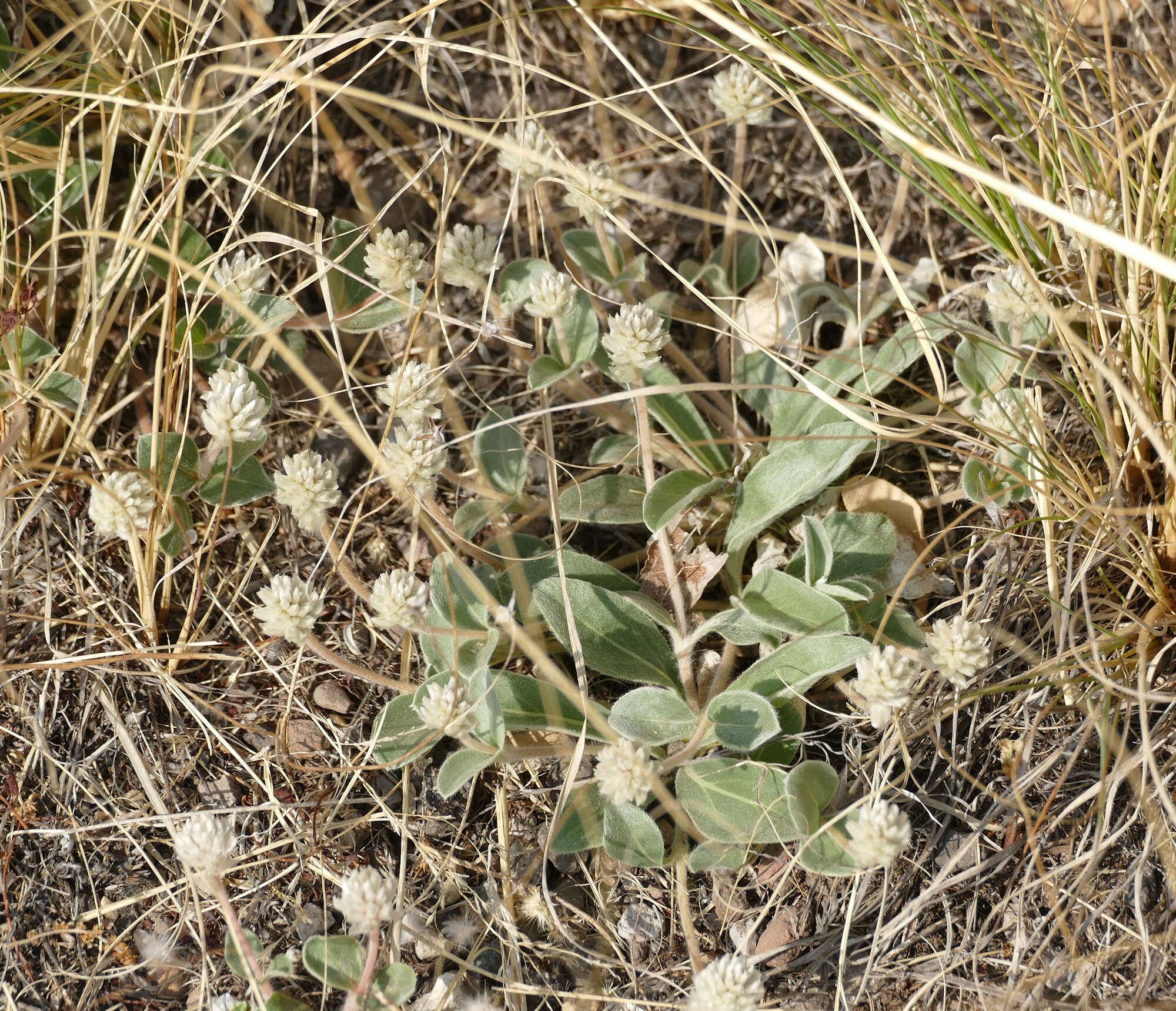 Image of tufted globe amaranth