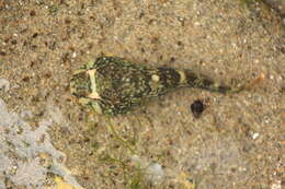 Image of Common cling-fish