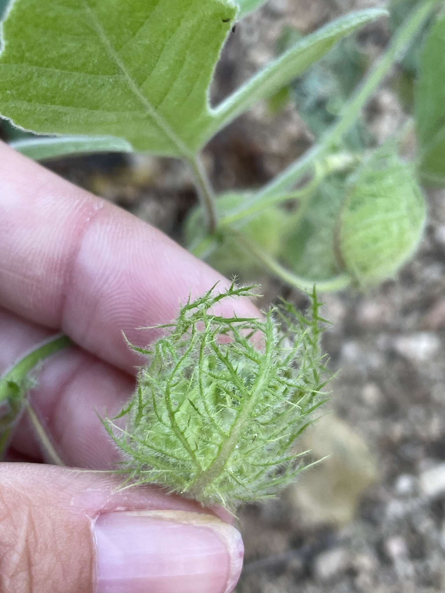 Image de Passiflora arida (Mast. & Rose) Killip