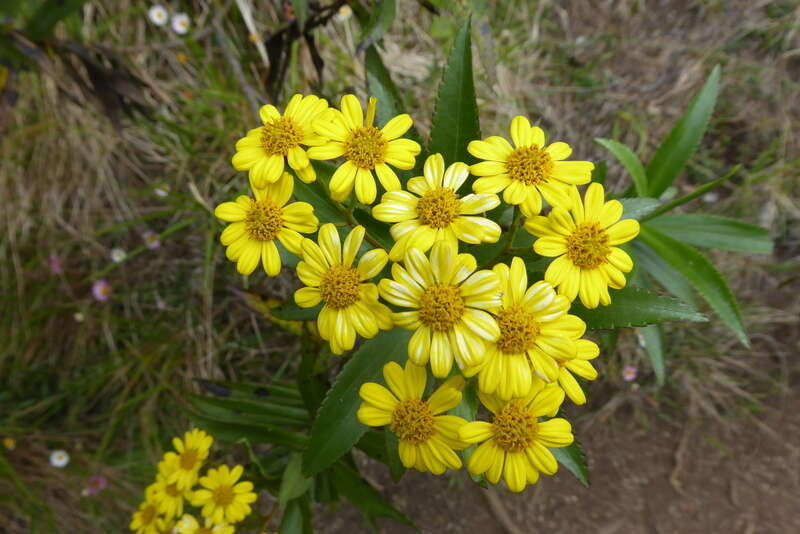 Image of Faujasia salicifolia (Pers.) C. Jeffrey