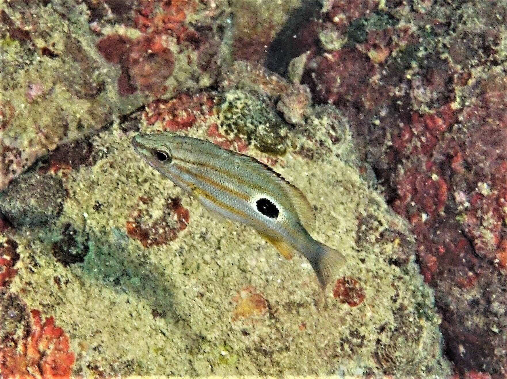 Image of Moses perch