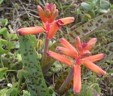 Image of Red Viooltjie