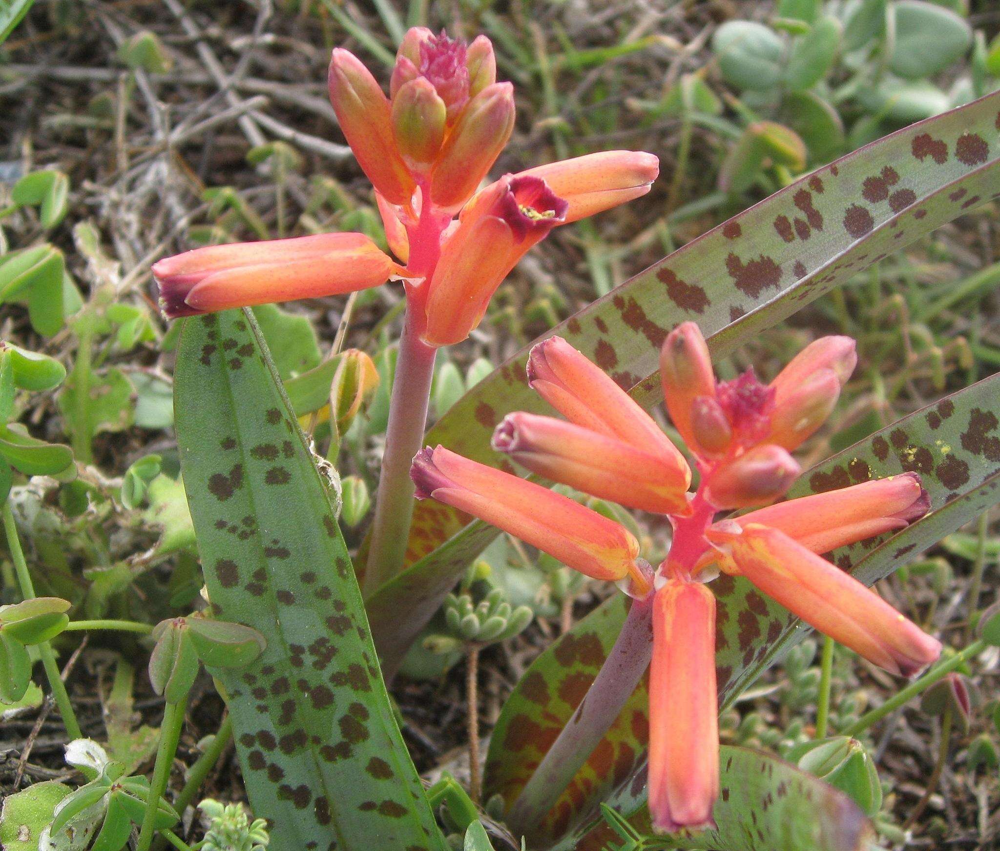 Image of Red Viooltjie