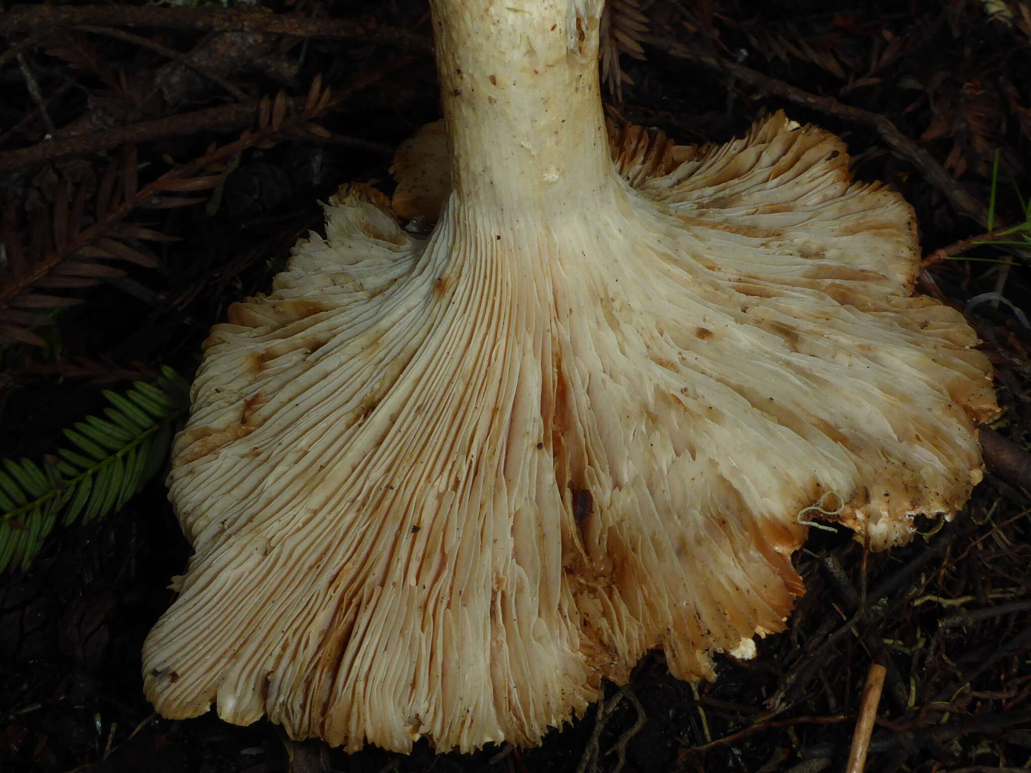 Image of bitter brown leucopaxillus