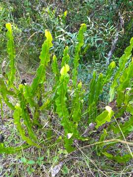 Image of Baccharis jocheniana G. Heiden & Macias