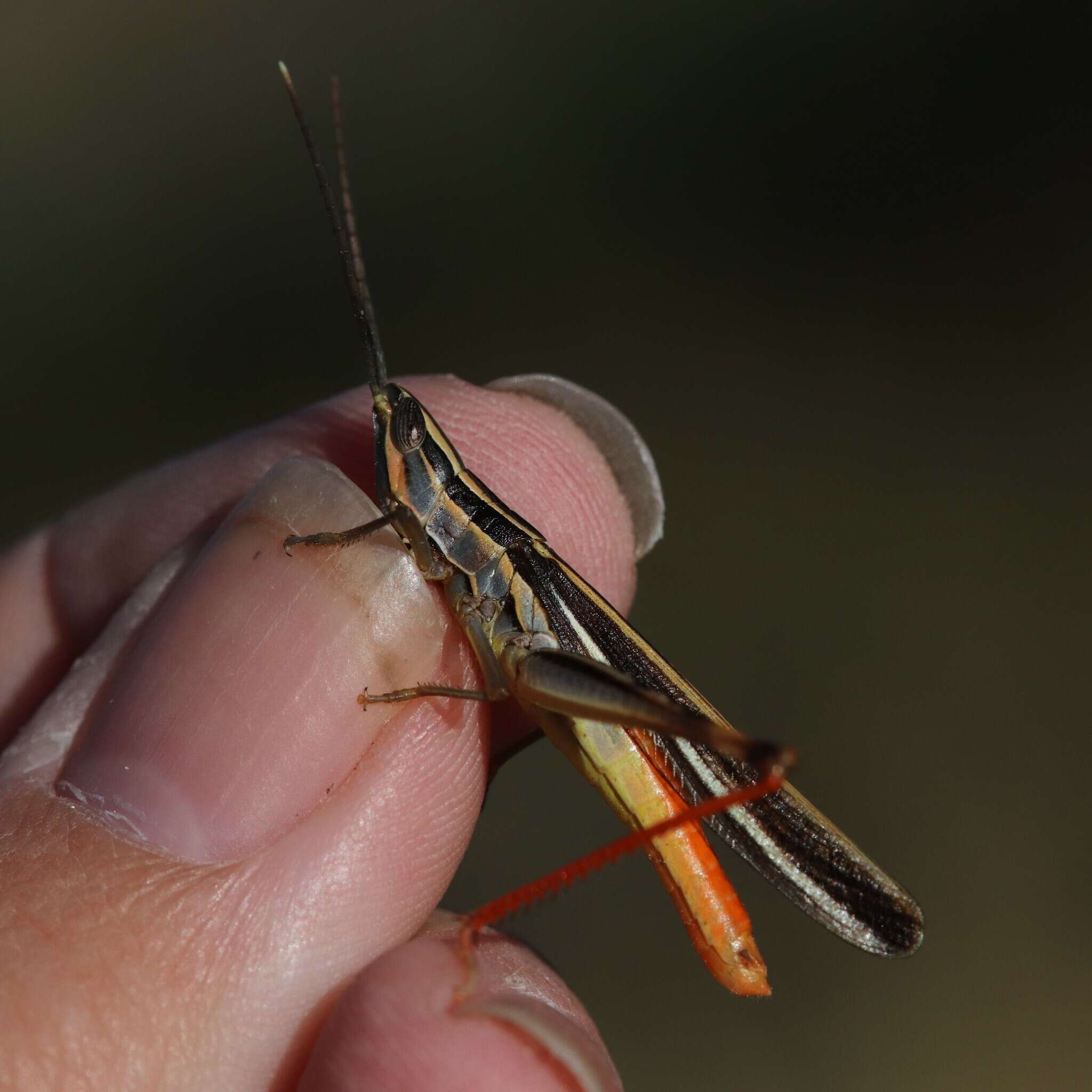 Image of Mermiria texana Bruner & L. 1889