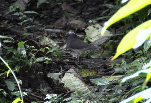 Sivun Leptotrygon Banks, Weckstein, Remsen, Johnson & KP 2013 kuva