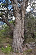 Image of Juniperus saltillensis M. T. Hall