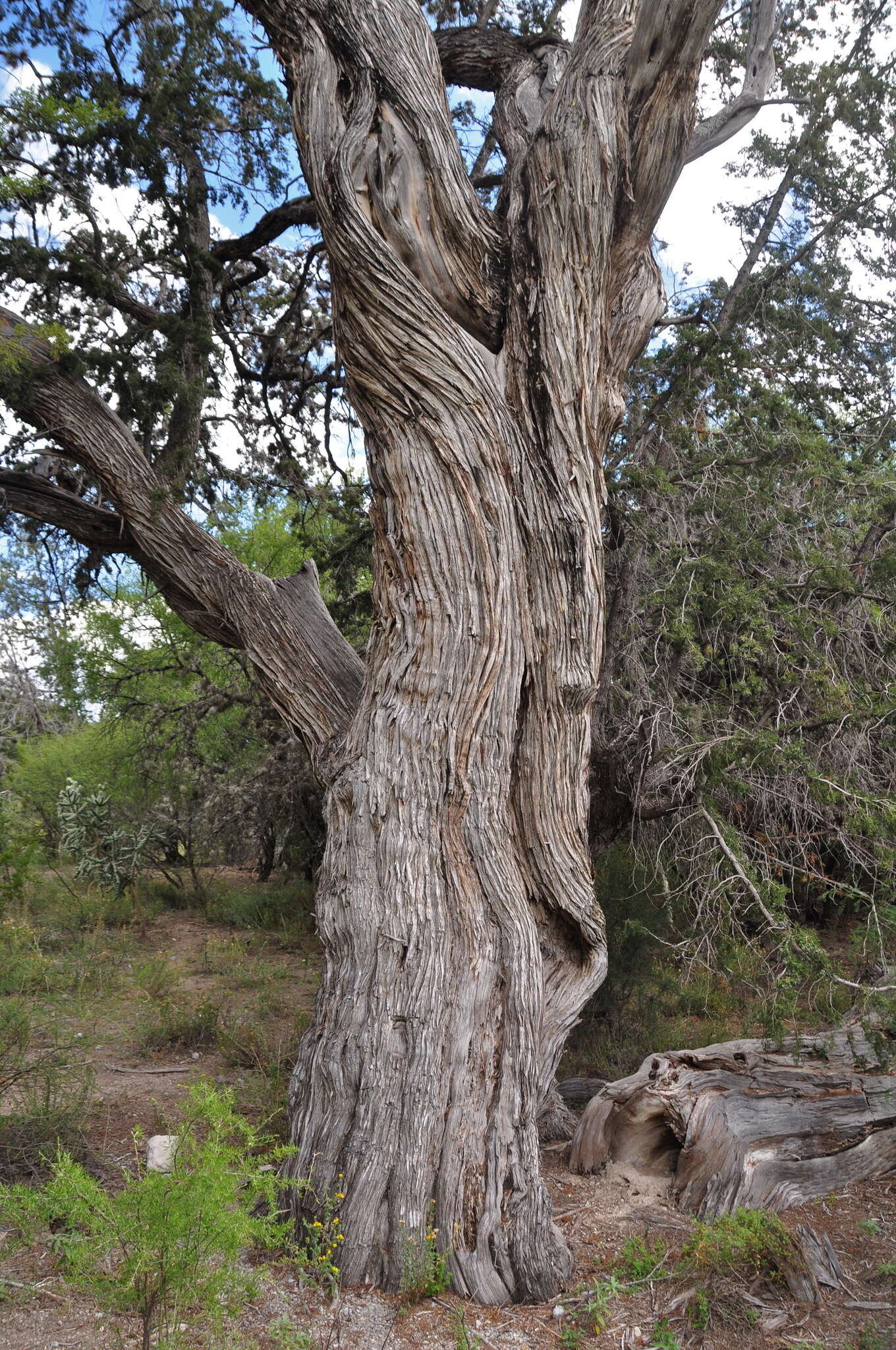 Plancia ëd Juniperus saltillensis M. T. Hall