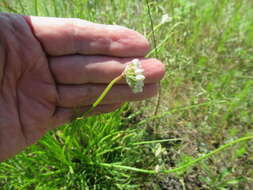 Image of Allium stellerianum Willd.