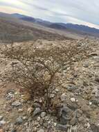 Image de Eriogonum deflexum Torr.