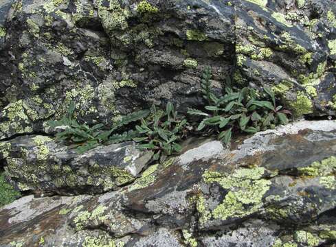 Image of Jurinea filicifolia Boiss.