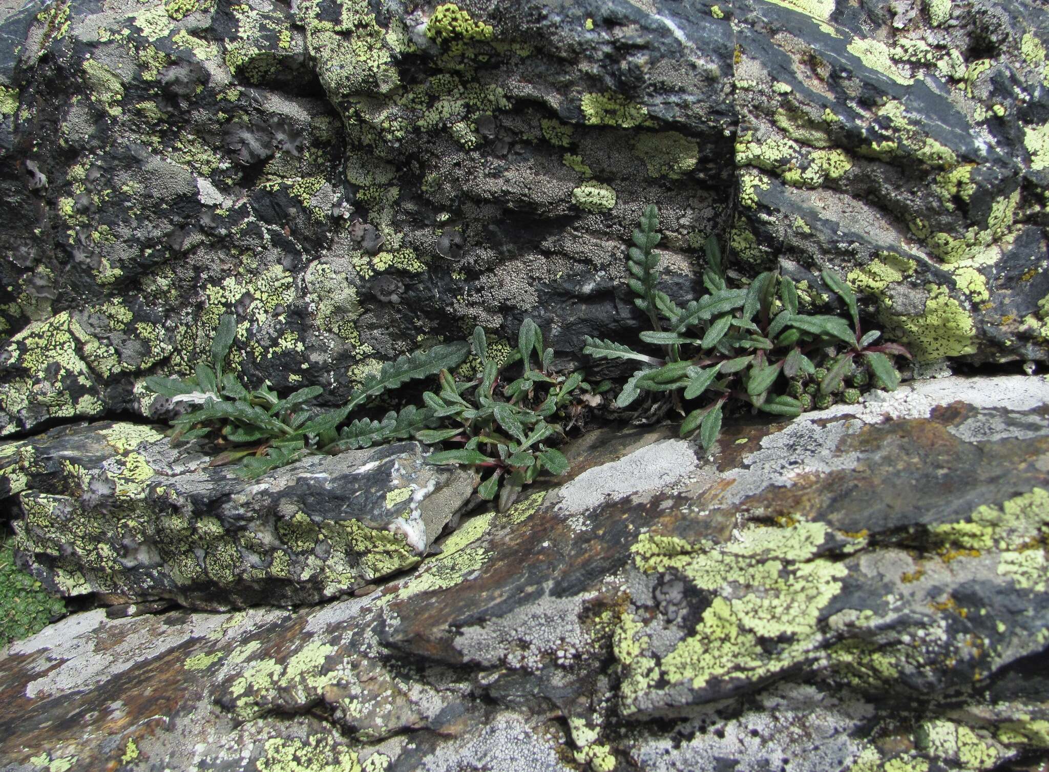 Jurinea filicifolia Boiss.的圖片